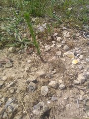 Linum strictum strictum