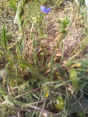 Lysimachia arvensis caerulea
