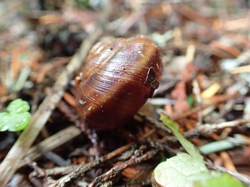 Banded Tigersnail