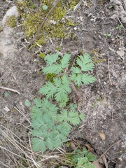 Dicentra eximia