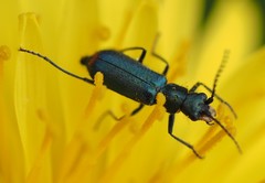 Cordylepherus viridis