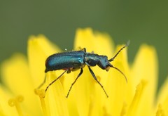 Cordylepherus viridis