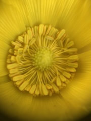 Adonis vernalis