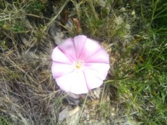 Convolvulus cantabrica