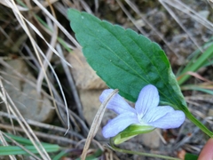 Viola lactea