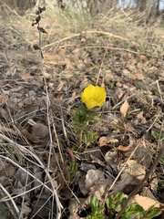 Adonis vernalis