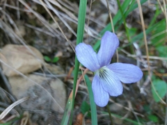 Viola lactea