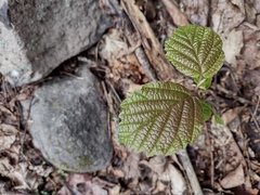 Alnus hirsuta