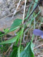 Viola lactea