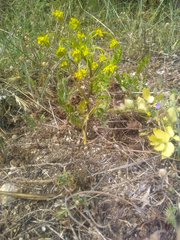 Kundmannia sicula