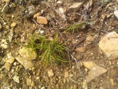 Brachypodium retusum