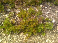 Quercus coccifera coccifera