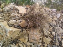 Bromus rubens rubens