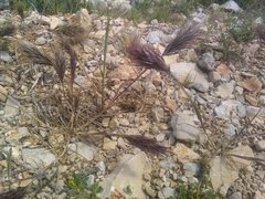 Bromus rubens rubens