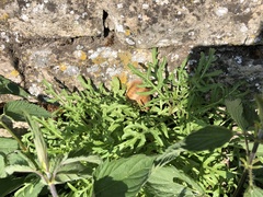 Diplotaxis tenuifolia
