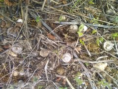 Medicago orbicularis