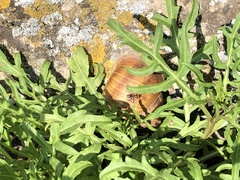 Diplotaxis tenuifolia