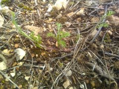 Anthemis arvensis incrassata
