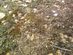 Anthemis arvensis incrassata