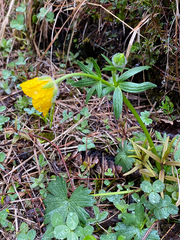 Ranunculus montanus