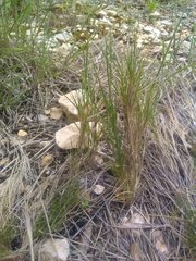 Brachypodium retusum