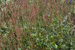 Rumex aetnensis