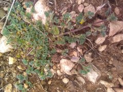 Medicago truncatula