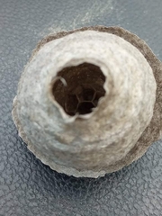 Vespinae