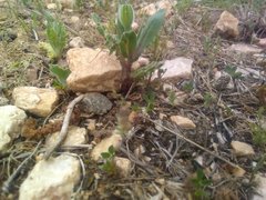 Urospermum dalechampii