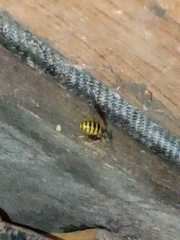 Vespinae