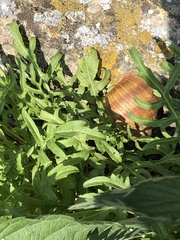 Diplotaxis tenuifolia