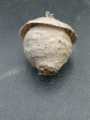 Vespinae