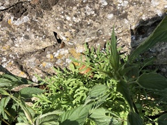 Diplotaxis tenuifolia