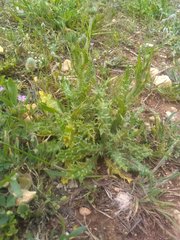 Tyrimnus leucographus