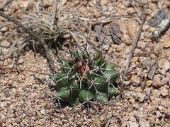 Coryphantha clavata clavata