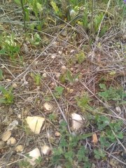 Plantago lagopus