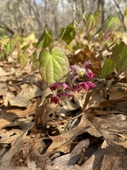 Epimedium × rubrum