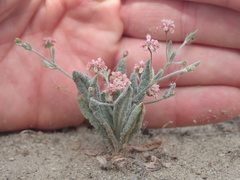 Eriogonum gracillimum