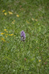 Orchis militaris