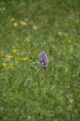Orchis militaris