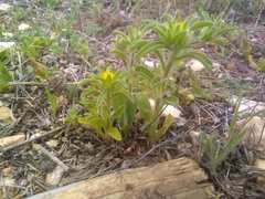 Asteriscus aquaticus