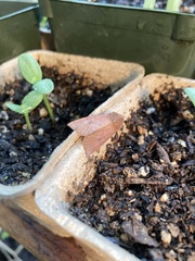 Orthosia transparens