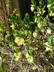 Lonicera caerulea cauriana