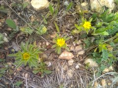 Asteriscus aquaticus