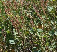 Rumex aetnensis