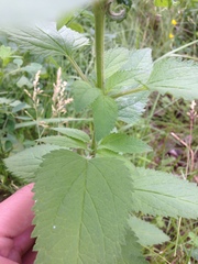 Scrophularia lanceolata
