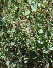Rumex aetnensis
