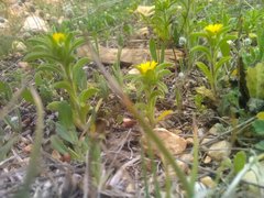 Asteriscus aquaticus