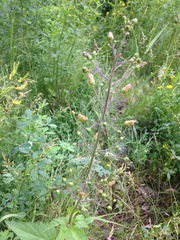 Scrophularia lanceolata