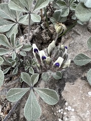 Pediomelum megalanthum